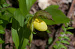 Greater yellow lady's slipper